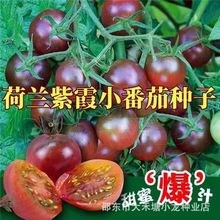 紫霞番茄种子西红柿春季播草莓柿子番茄种子圣女果盆栽蔬菜种孑