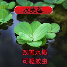 ������̨ˮꑃ������������쾰ֲ�﷿�Ӕ[���B������ˮ�|ˮ�����l