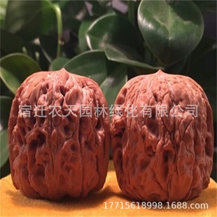 �������Ҙ����|��һ̖�ϱ����Nֲ�޽�ʳ�ú����籡Ƥ��Ƥ�������