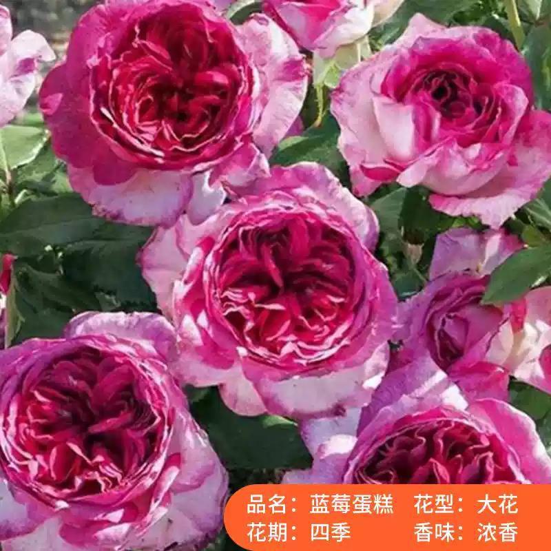 四季咲きのバラの花苗、特大の花つる苗、屋内外のバルコニー鉢植えバラ|undefined
