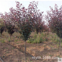 ~繤~t~Әľڈ@־G~ӻľ