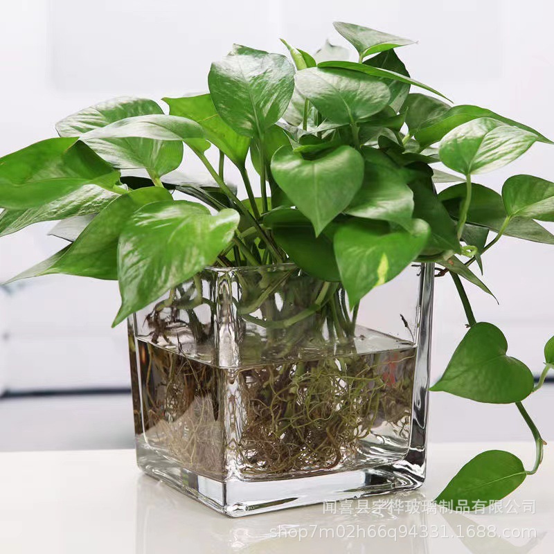 Simple and Thick Square Glass Vase with Transparent Glass, Desk Ornament, Hydroponic Vase, Wedding Candle Holder