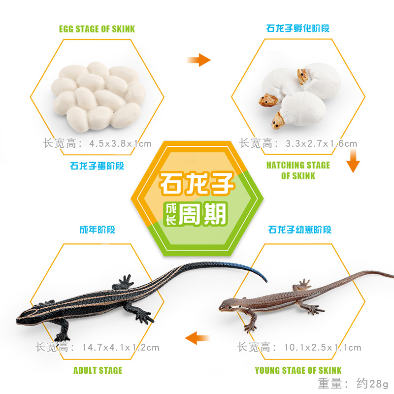 Modelo animal de simulación al por mayor de pollo pato ganso mariposa tortuga Rana ciclo de crecimiento Montessori material didáctico adornos hechos a mano