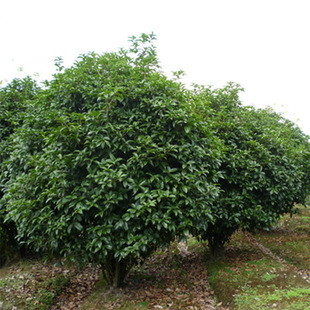 �ɴ����������� ��ؾG����ľ�4-6���ֹ��� ����ֱ�l