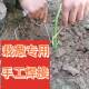 Sweet Potato Seedling Planting Sweet Potato Seedling Planting New Vegetable Planting Tools Fork Planting Planting Green Onion Seedling Land Artifact Melon Seedling