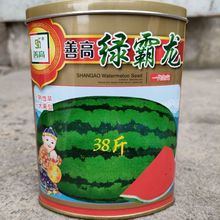 善高绿霸龙大果西瓜种子 绿皮有籽中熟甜红瓤西瓜 口感好50克