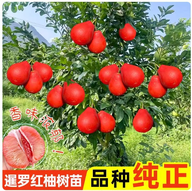 泰国暹罗红柚子树苗南北方地栽果树果苗盆栽嫁接柚子树苗带叶带土