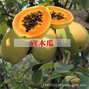 ��ľ��ľ�����t�������ļ��ش��ϱ����Nֲ���������̨����Y��