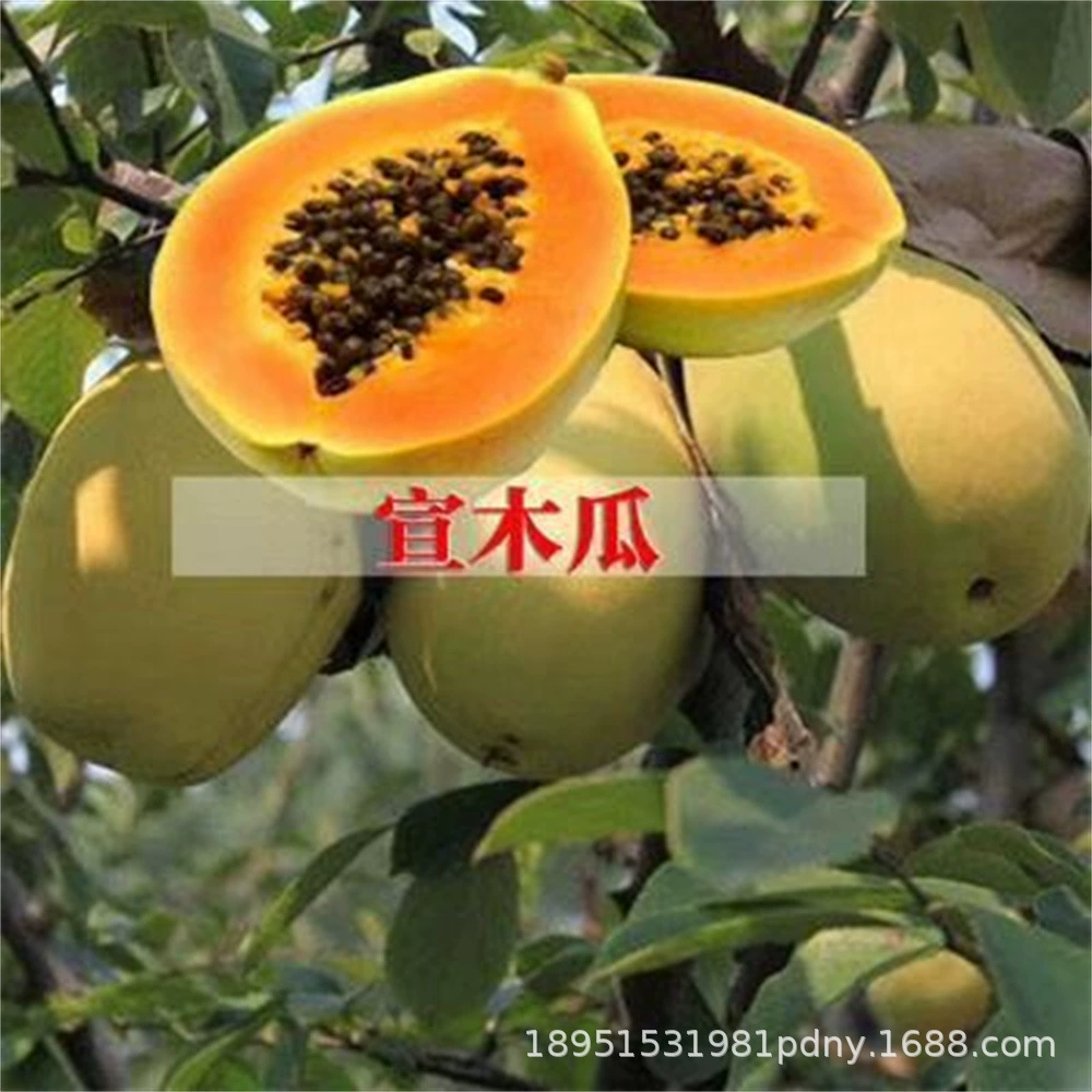 Пан Папайя Рассада Дерево Красное Сердце Сладкие Четыре Сезона Экстра Большой Юг и Север Посадка Карлик Горшечный Балкон Результаты этого года