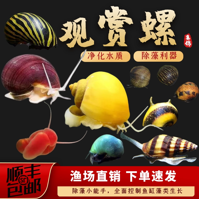 Пресноводная живая декоративная улитка, инструмент для чистки и удаления водорослей, улитка, загадочная черная алмазная зебра, лук, яблоко, улитка