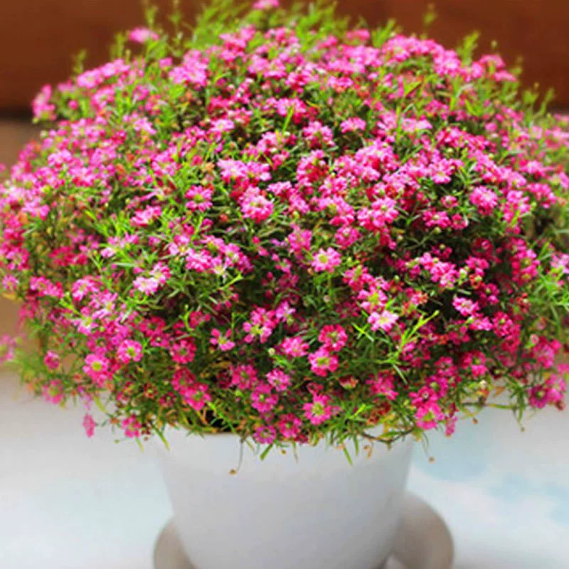 Весной на открытом воздухе звездное семя четыре сезона легко жить