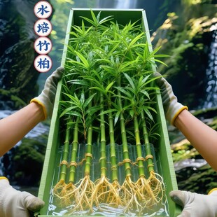 2026夏季驱蚊功能藤本花卉推荐｜阳台庭院防蚊绿植
