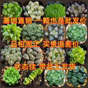 Yulu Wholesale Succulent Wholesale Succulent Plant Novice Indoor Potted New Rare Model Purifies the Air and Is Easy to Feed