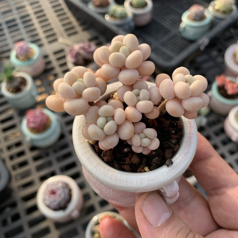 小さな多肉植物、超かわいい、貴重で希少な親指鉢、ミニ鉢植え、鉢付き多肉植物鉢植え、小さな古い支柱|undefined