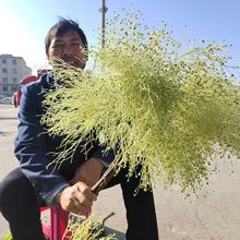 ins风鲜花客厅家插花浅色系鲜花柔丝云南鲜花批发鲜切花婚庆用花