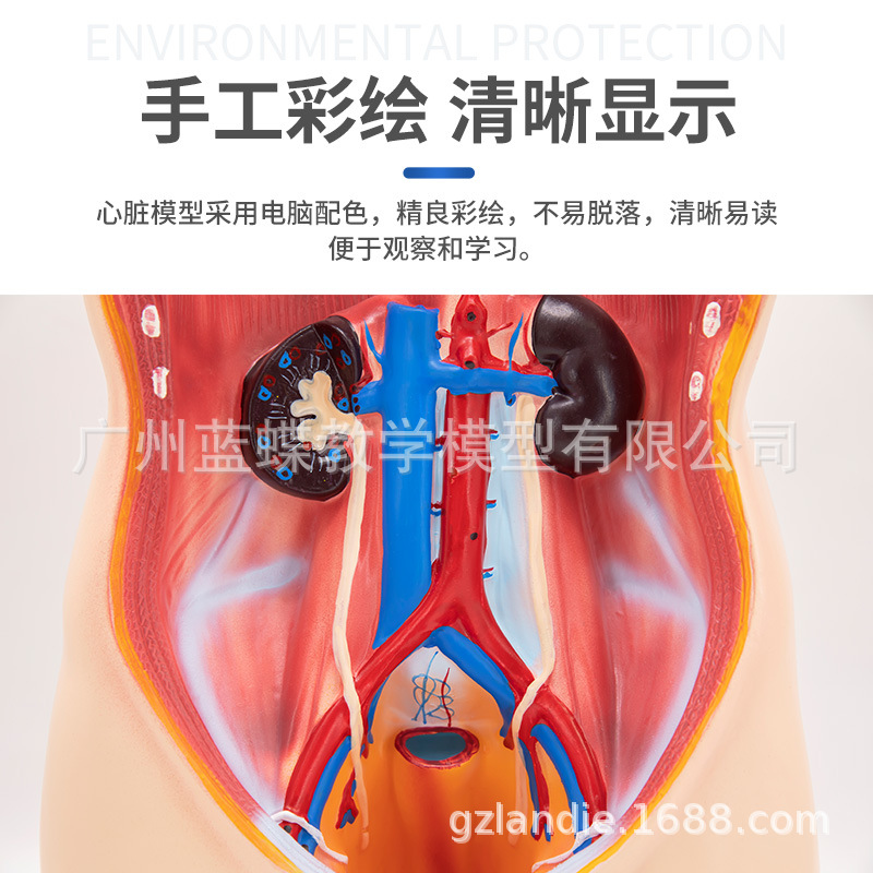 85cm�������ɽ���ģ�Ϳɲ�ж19�� �������� ҽѧ��ѧ�����������