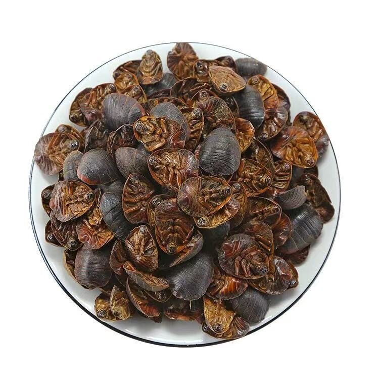 Dried Ground Beetle Tu Bie Chong 500g Wild-Caught Whole Insect TCM Herbal Ingredient for Decoction Use in use