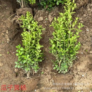 Wholesale of Small-Leaved Boxwood Seedlings, Base Boxwood Seedlings for Year-Round Community Park Road Greening