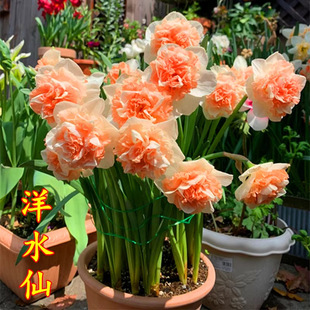 Imported Double-Flowered Narcissus Bulbs Bloom in All Seasons, Indoor Potted Florals, Winter Cold-Resistant Hydroponic Soil Culture Flower Seeds