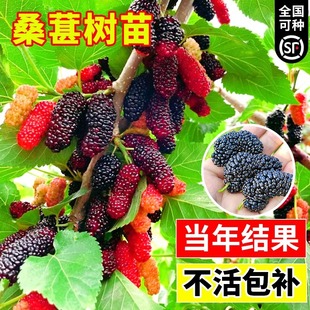 Mulberry Saplings Potted White Long Fruit Mulberry Leaves Blueberry Trees North and South All Year Round Raspberry Seedlings Fruit Tree Fruit Seedlings
