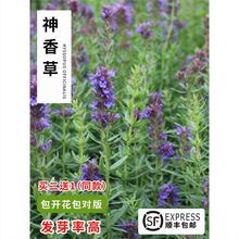 神香草种子 牛膝草 柳薄荷 海索草 Hyssop 欧洲耐热香草香料种子