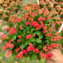 �F���Ļ���ֱ���^�~�G������С���Ի���÷�M�ڠI�B���Nֲ�S�һ���