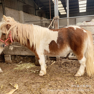 ���ヺͯ�T���R ���^�T�˰��_�R �±����R�O���m���R���w С�R�x