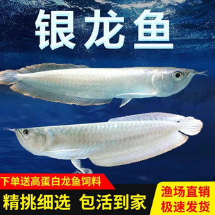 �y���~���~��Ꭷ�^�p�~�д����S���t�۰����y���߲��y���������~
