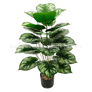 ���R�d�羳����Gֲ�G�}���T���G�q�~��c���W�L�͏d�b������쾰