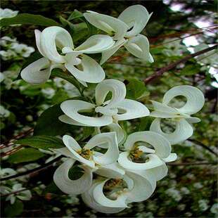 ���羳��؛��ɢ�b�²����ջ��N�� ���ջ� ɽ��֦ʯ�� ��÷ �u���