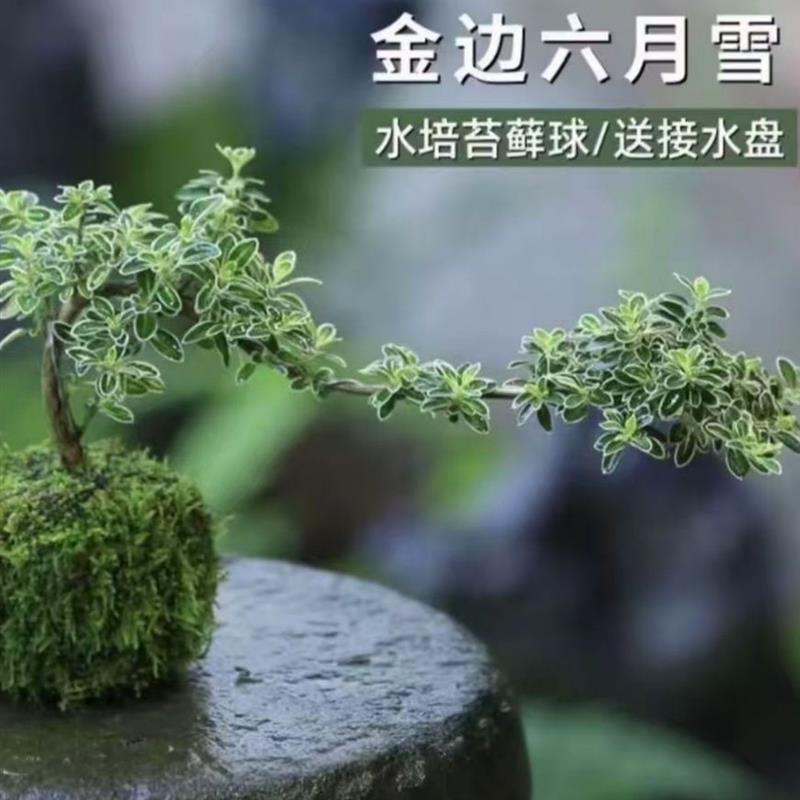 桌面热门小盆栽 六月雪苔藓球可爱高档室内办公室桌面绿植盆栽