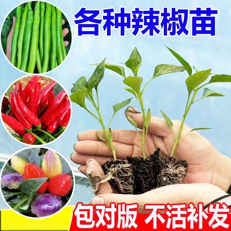 辣椒种苗大全四季朝天椒树苗螺丝椒秧苗种子盆栽小米椒七彩薄皮椒