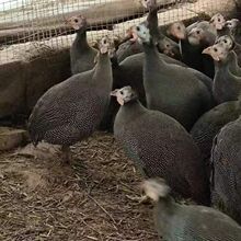 批发零售珍珠鸡活体鸡苗 珍珠鸡成年鸡幼苗 脱温珍珠鸡苗批发价格