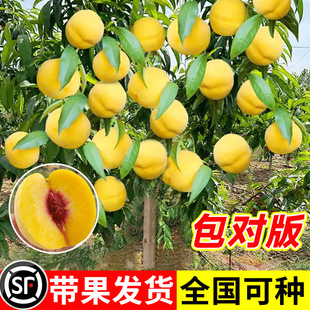 �S�Ҙ����Ҙ����޽��綬�����Ҙ�����Ϸ������Nֲ���箔��Y��