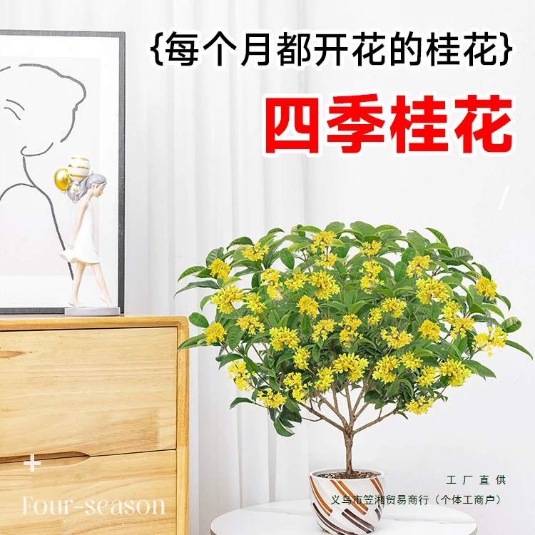 Саженцы османтуса, четырехсезонные горшечные растения османтуса, съедобные и цветущие ароматные цветочные растения для внутреннего балкона и двора.