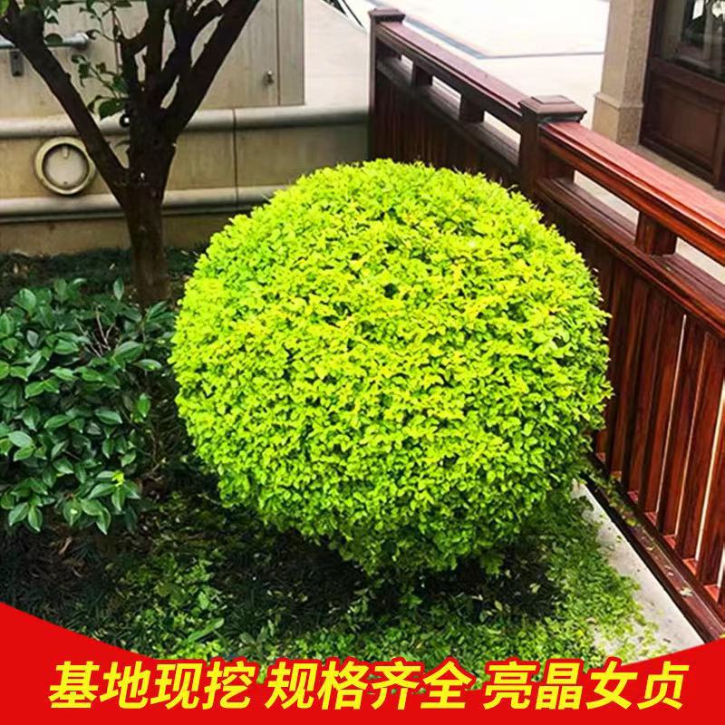 一件代发四季常青耐寒不落叶亮金女贞球亮晶女贞棒棒糖花园庭院