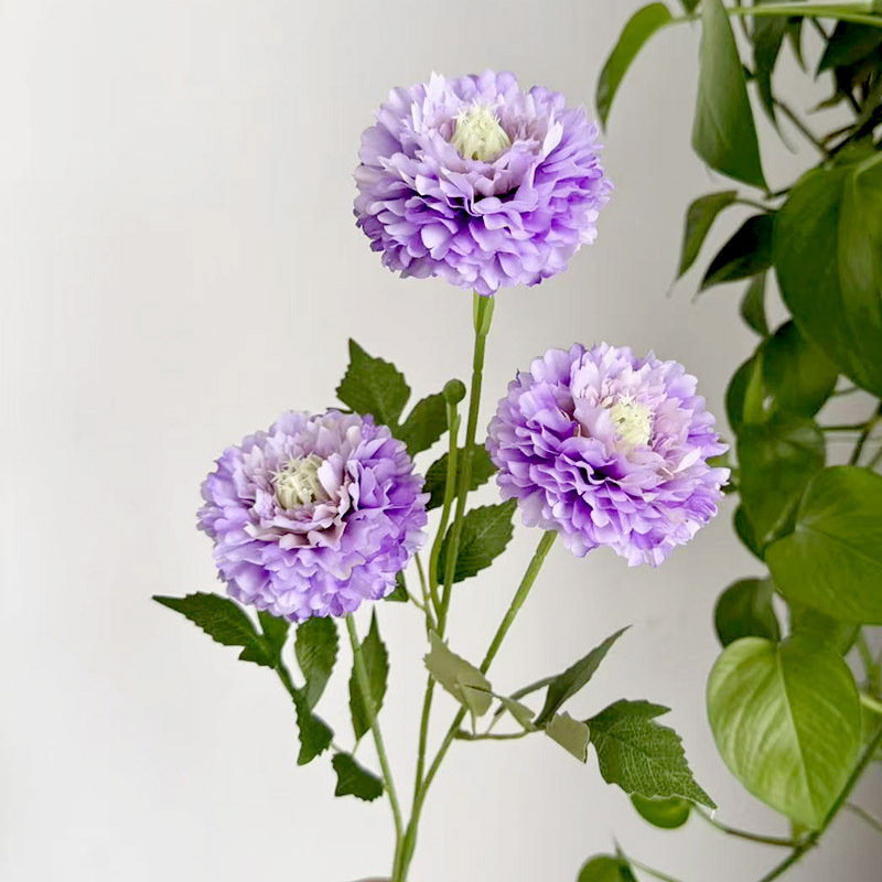 천 겹 국화