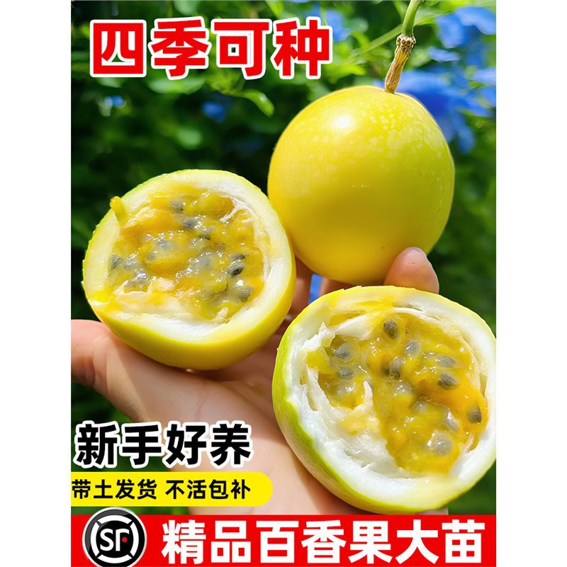 钦蜜9号黄金百香果树苗台农嫁接百香果大苗全国四季种植不断结果