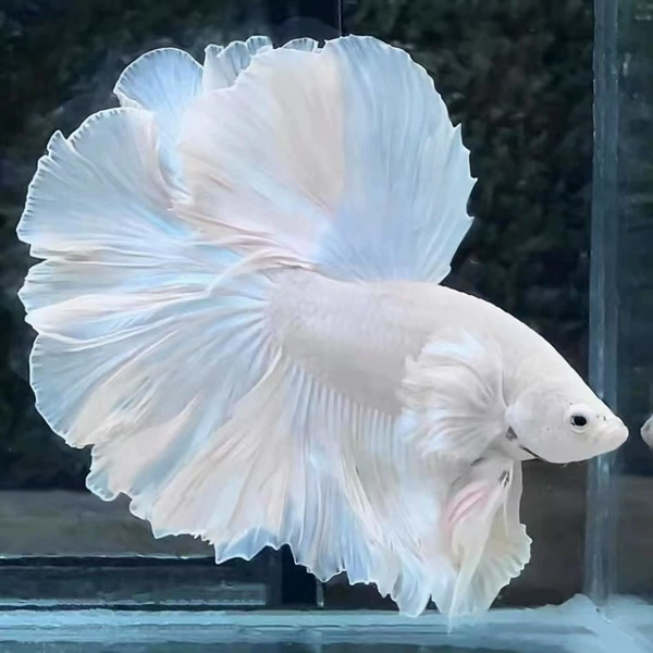 Grade A quality pure white + fish food