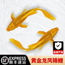 纯种黄金龙凤锦鲤长尾锦鲤活体观赏鱼黄金锦鲤风水鱼淡水冷水好养