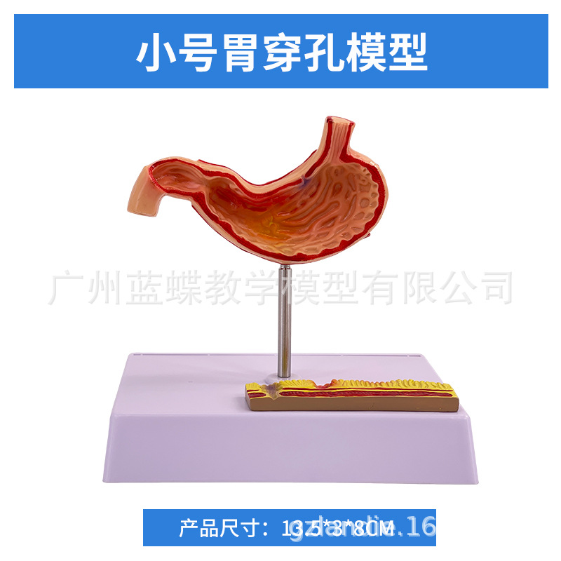 ������θģ������θ�봩�ײ�̬θģ��������θ��״�����������