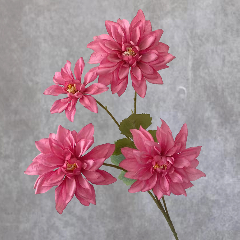 4 달리아-로즈 레드