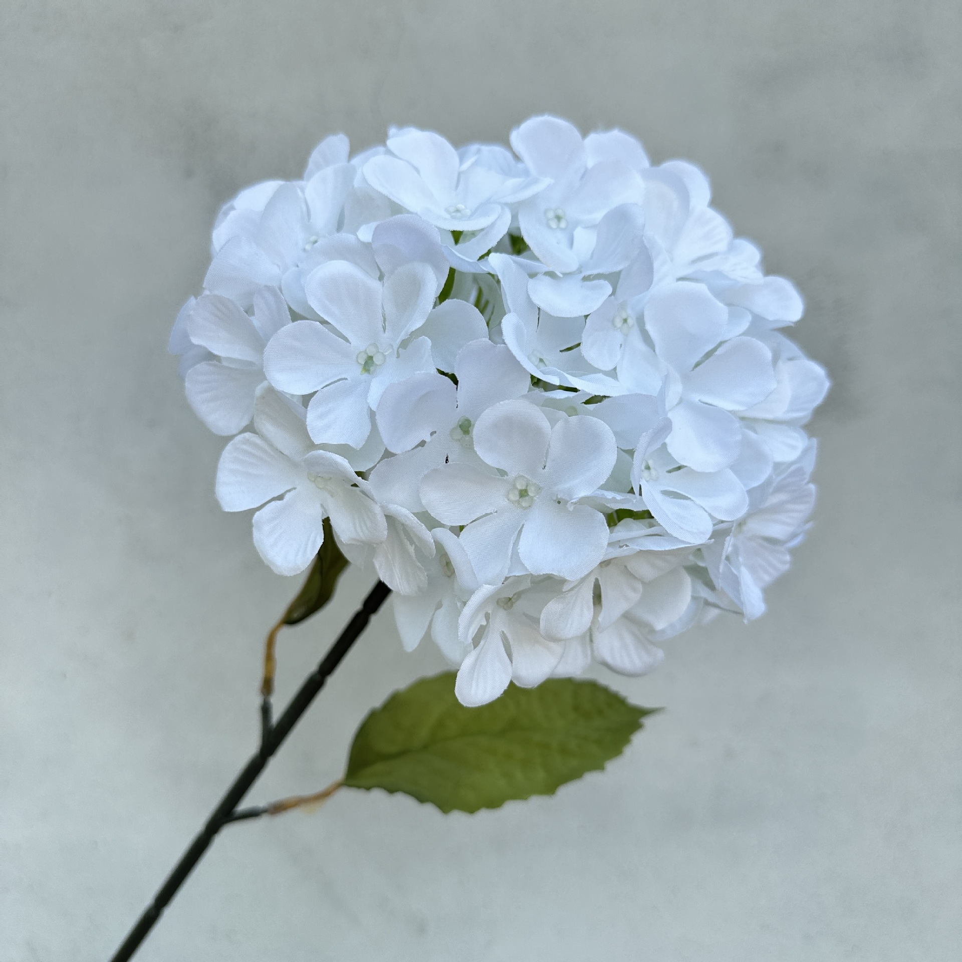 Single big hydrangea-white