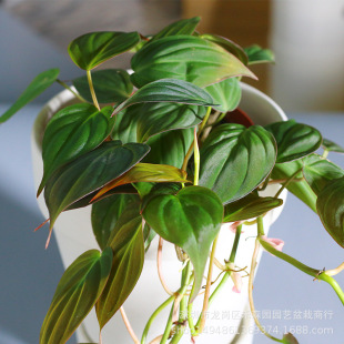 Mica Philodendron Velvet Surface Reflective Foliage Ins Tropical Ornamental Plant Velvet Texture Heart Leaf Climbing Potted Plant