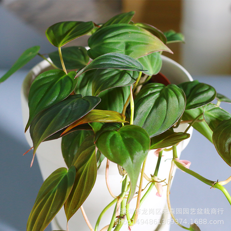 云母蔓绿绒丝绒面反光观叶ins热带观赏植物丝绒质感心叶攀缘盆栽