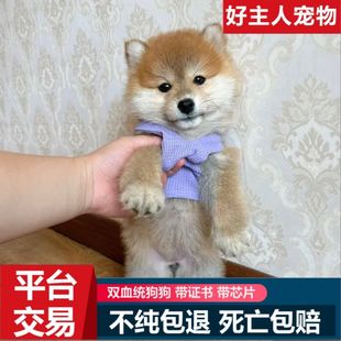 ���N��Ȯ��Ȯ����ɫ���������ձ�����С��Ȯ�pѪ�y���ﹷ��