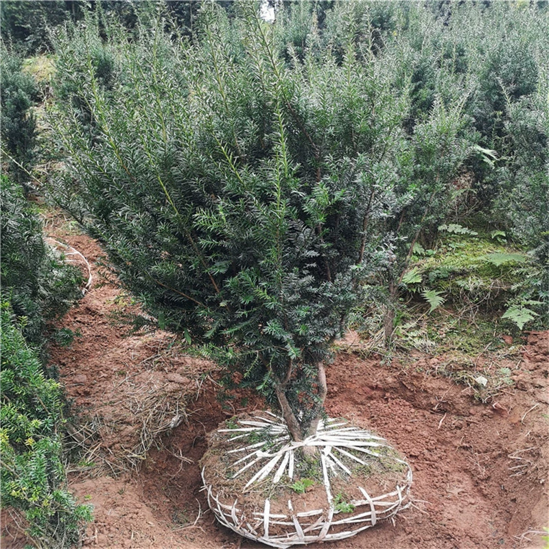 Сычуань Яань База Оптовая Мандия Taxus Озеленение деревьев рассады Вилла Сад Посадка в горшке Пейзаж Рассада