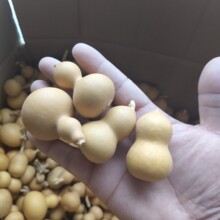 无龙头款小美国葫芦通货文玩葫芦葫芦挂件货源4-6厘米无龙头葫芦