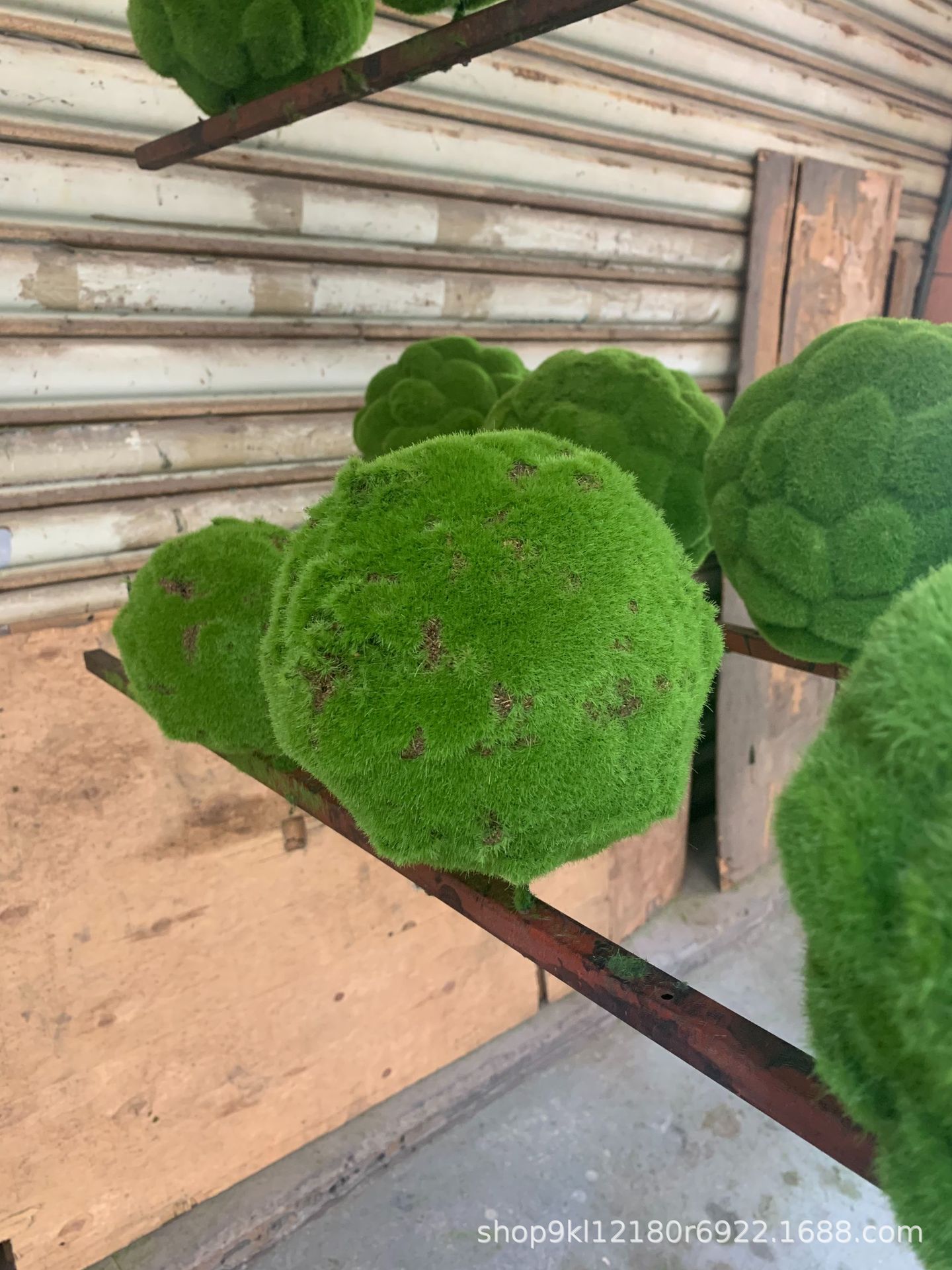 苔藓球
