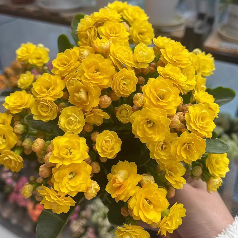 진화(싹이 있어 사계절 꽃이 핀다)가 비료를 줍니다.